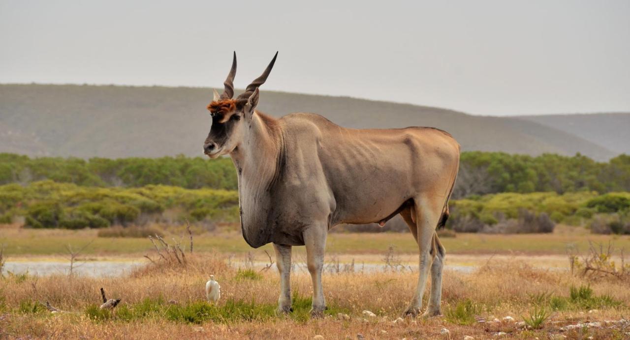 De Hoop Collection - Equipped Cottages De Hoop Nature Reserve Exteriér fotografie